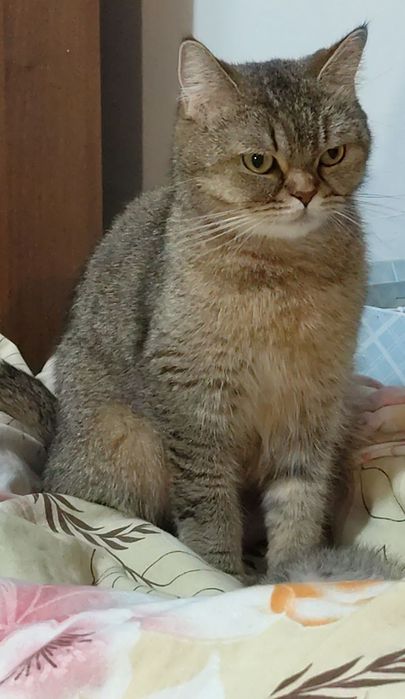 Тикирано Таби момче