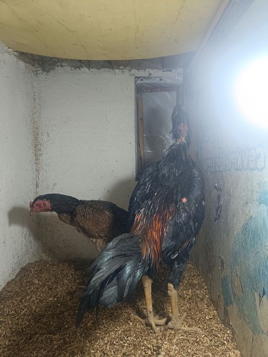 Продам Джуджика И курицу!