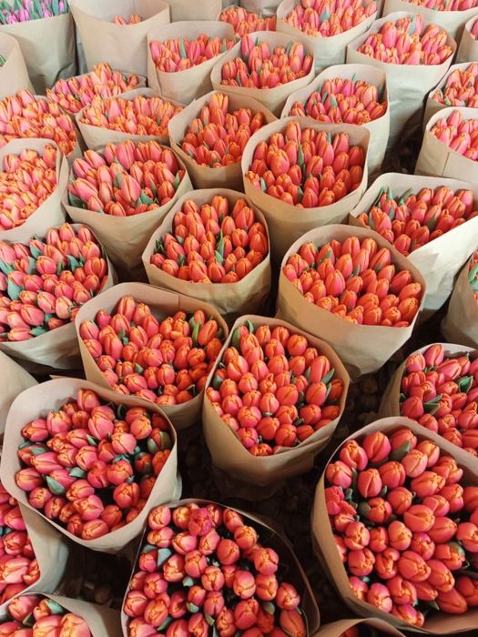 Тюльпаны оптом и в розницу