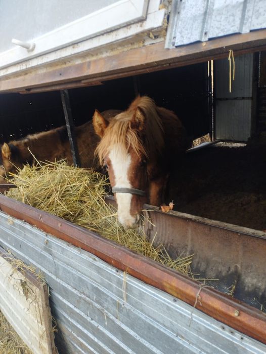 Тай ұрғашы жирен қасқа