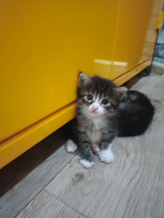 отдам котят в хорошие руки