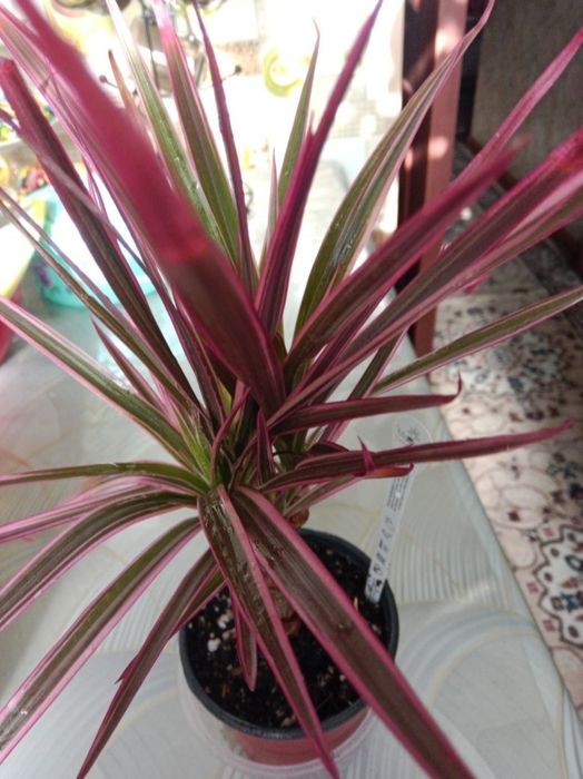 Пальму драцену продам
