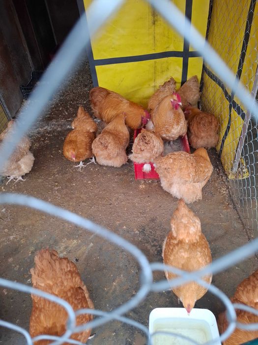 Разплодни яица от брама кохен и орпигтон