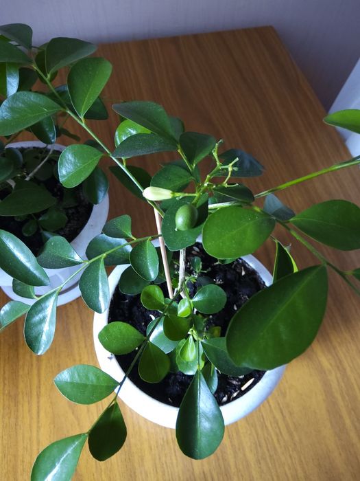 Продам комнатные растения