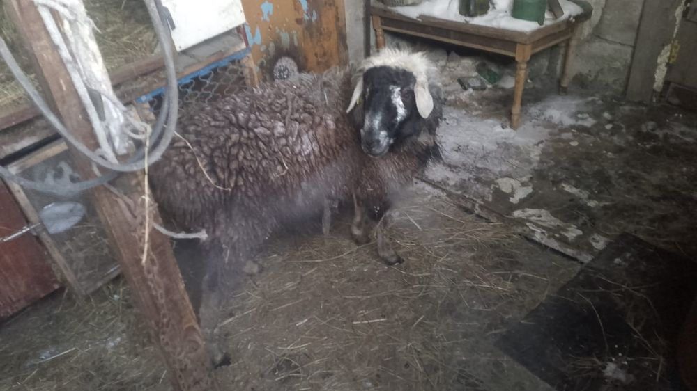 Продам кошкар Павлодар