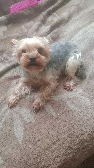 Пропала собака,йоркширский терьер,девочка,7 лет,зовут лия