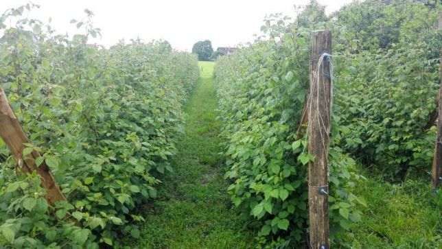 butasi zmeur rosu si galben, stoloni capsuni remontant