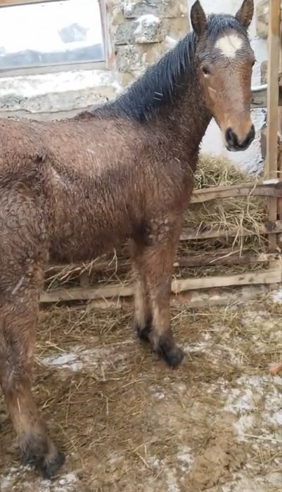 Торы жабағы төбелі сатылады