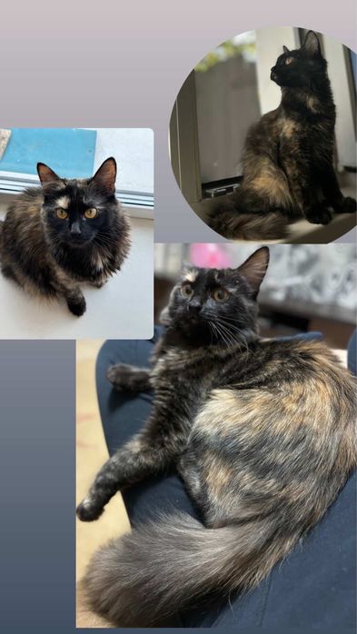 Пропала Кошка Тобыл