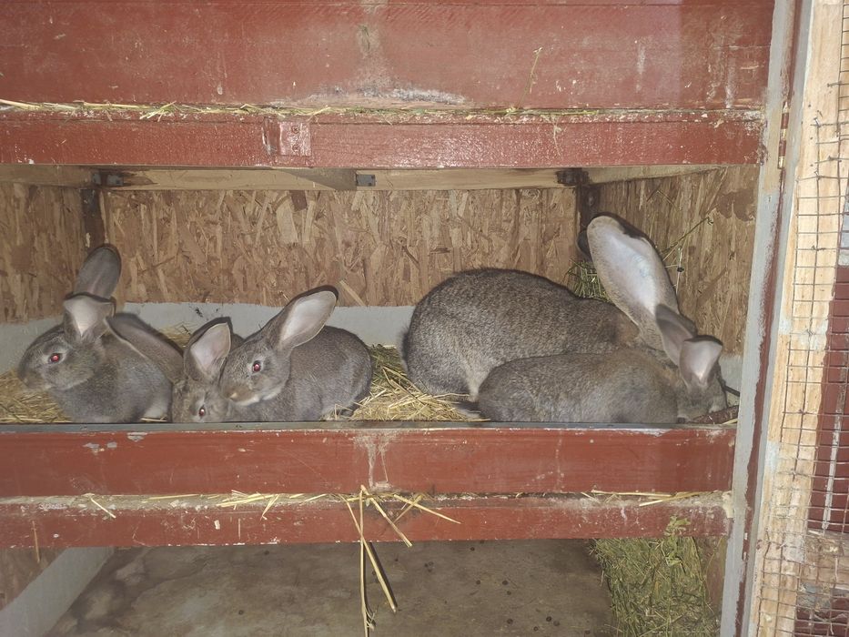 Femela uriaș german