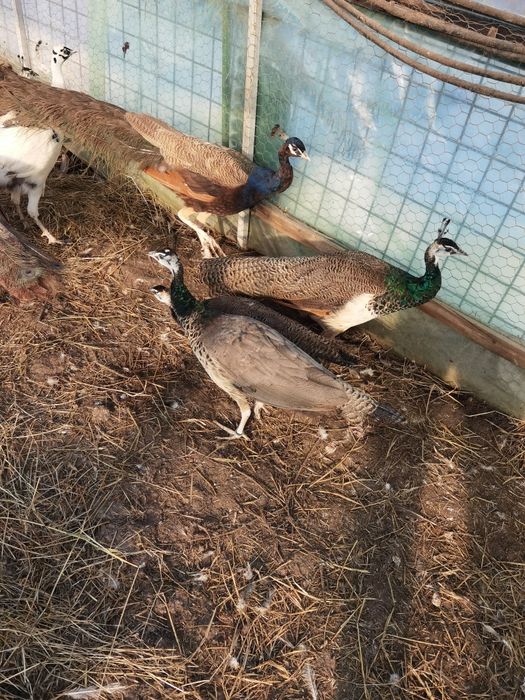 Pui de păun comuni  vârstă 4 luni 300 lei