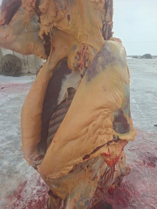 Ту бие сатылады 650 мын