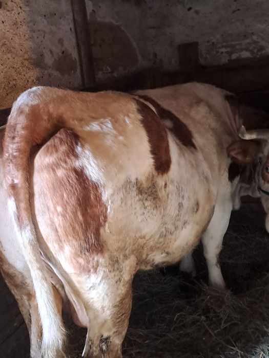 Vand vaca gestanta baltata romaneasca