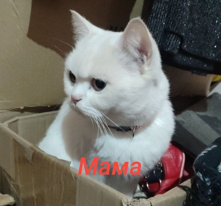 Продаются котята