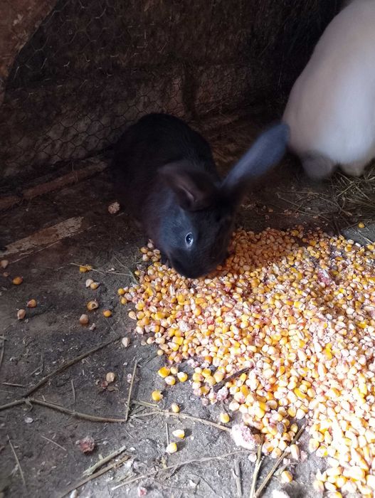 Vând iepurași mâncăcioși și jucăuși