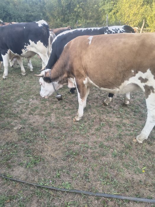 Vând doi tauri o vacă și o mânzată