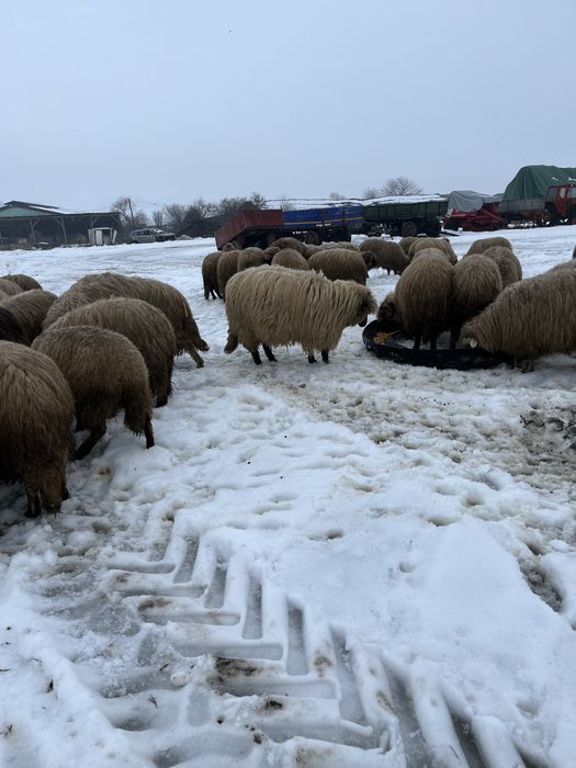 De vanzare oi tinere