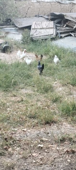 Товук ва япон товук сотаман
