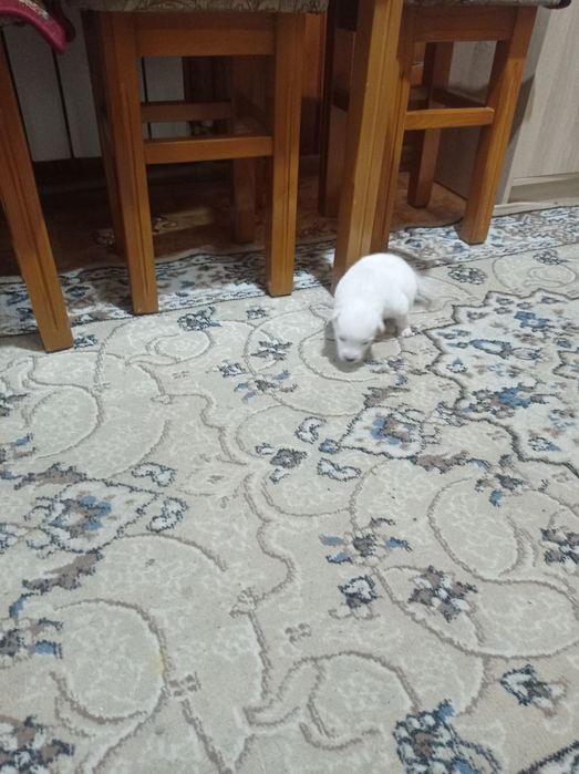 Отдам двух шенков