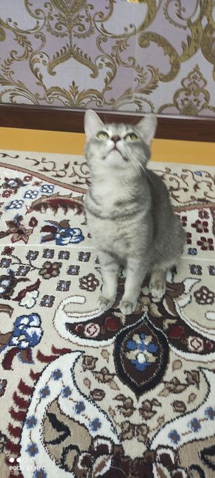 Mushuk sotiladi zoti British Shorthair jinsi qiz