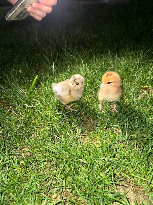 Broller Jojala sotuvda mavjud