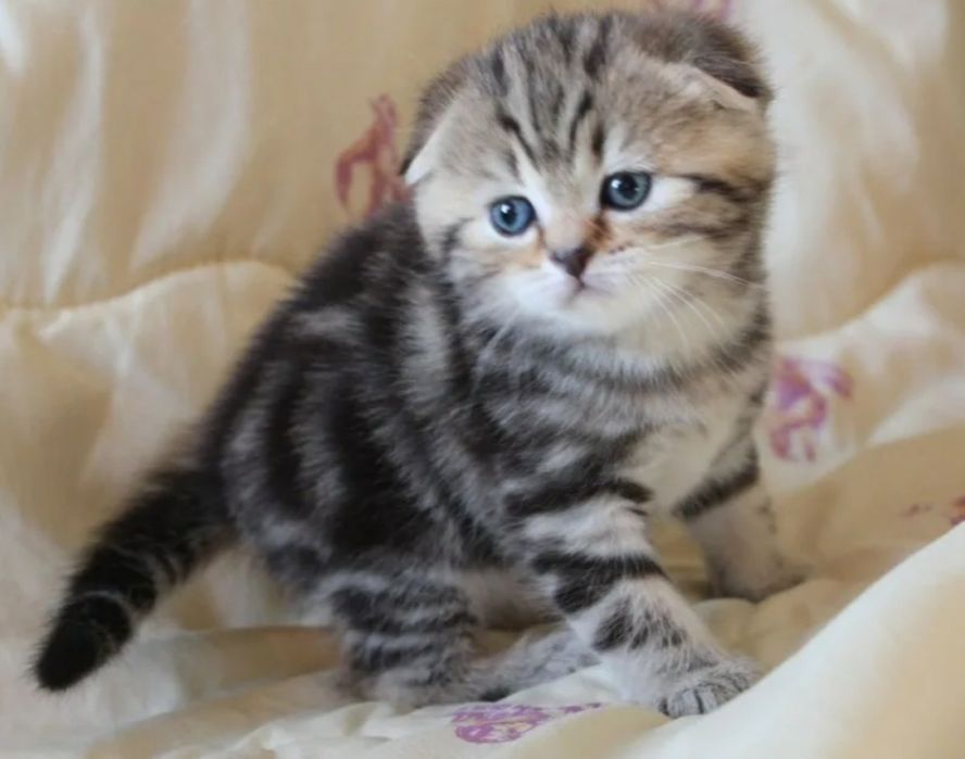 Шотланские котята