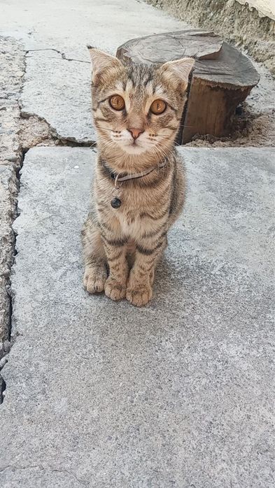 Кошка пародистая