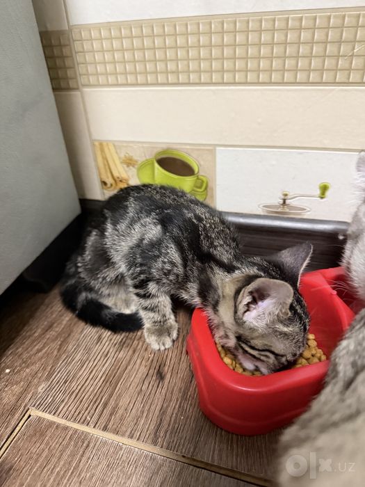 Отдам котят в хорошие руки