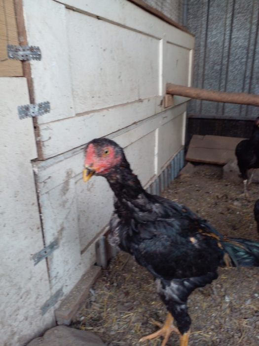 Продам петуха декана.