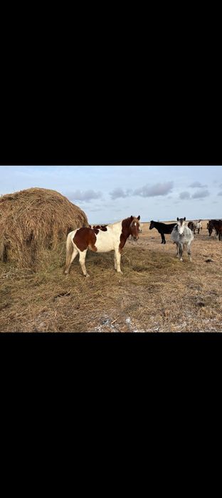 Продам Айгыр  7 лет