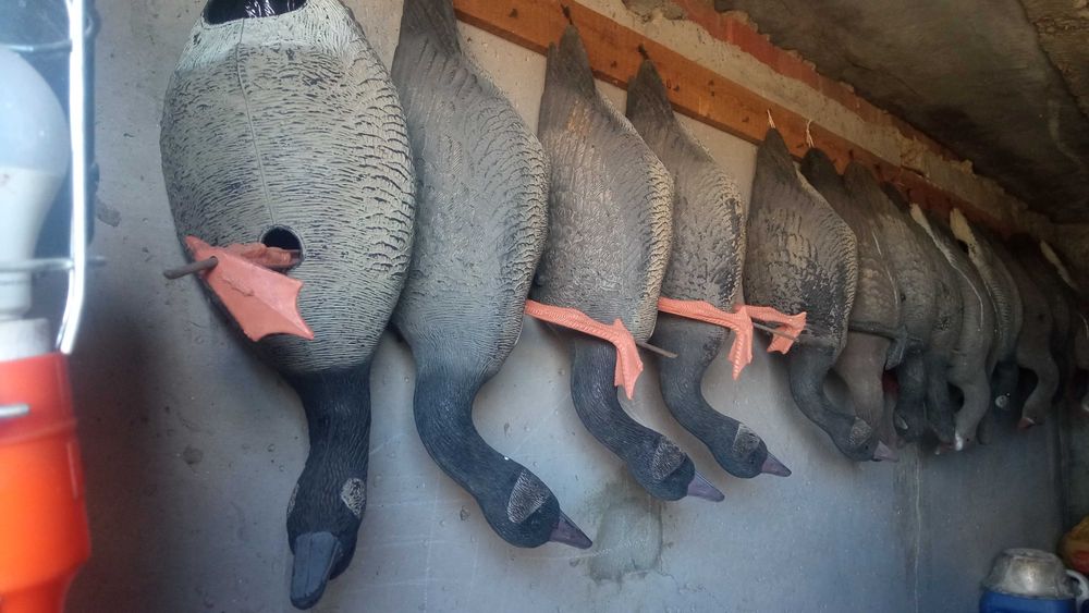 Продам чучела гусей.