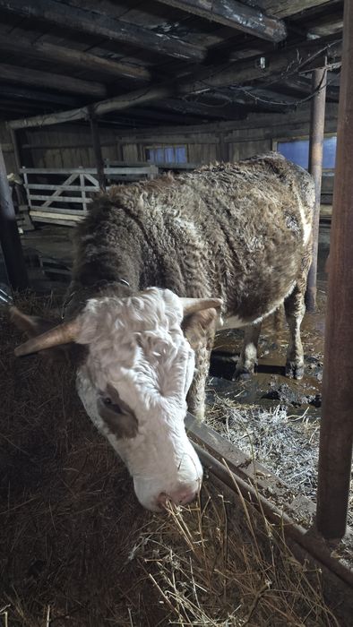 Vand juninca gestanta Baltata Romaneasca