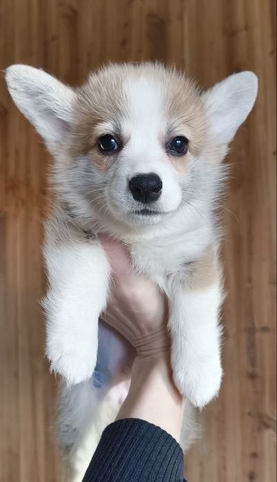 Вельш-корги пемброк