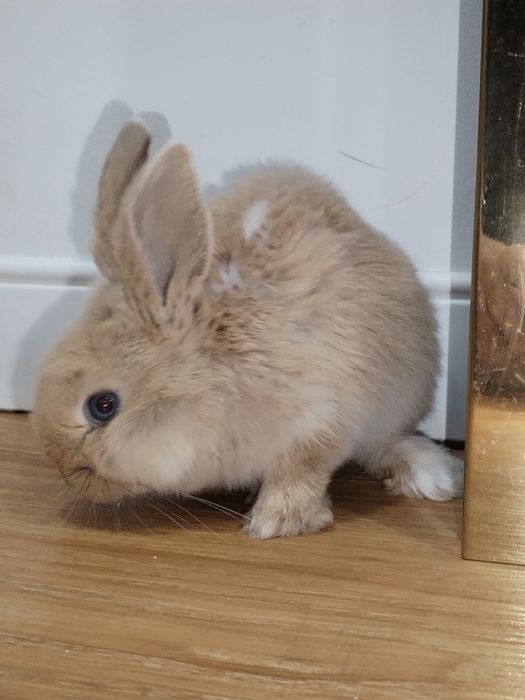 Кролик декоративный