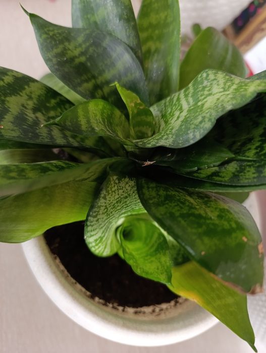 Сансевиерия Ханни