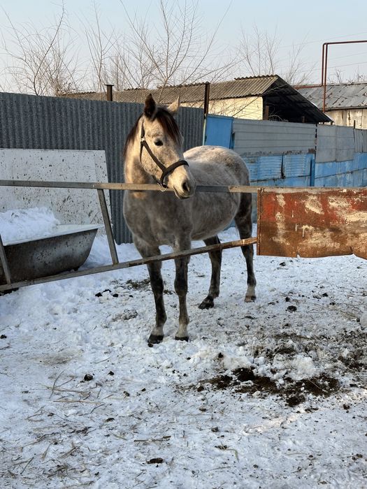 Арабская чистокровная