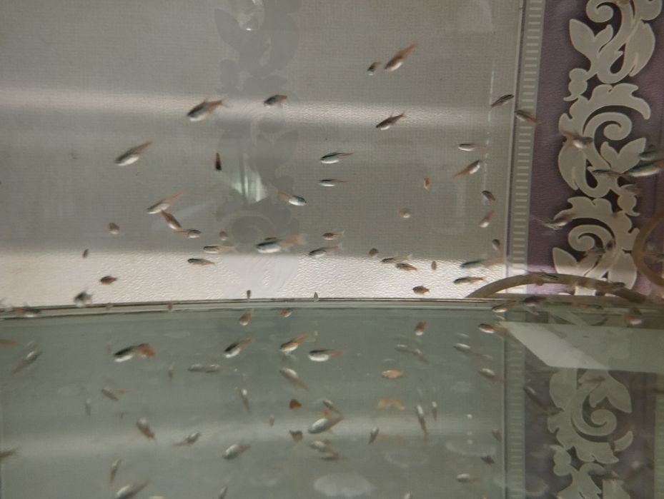 Неоны аквариумные рыбки