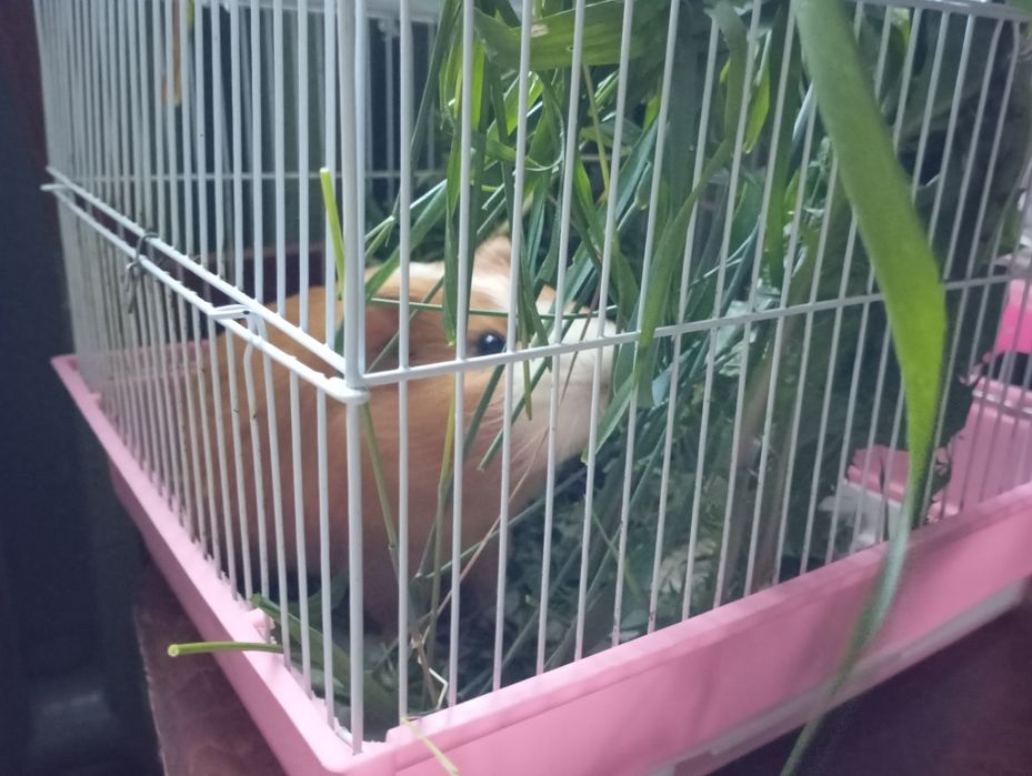 Продам морские свинки