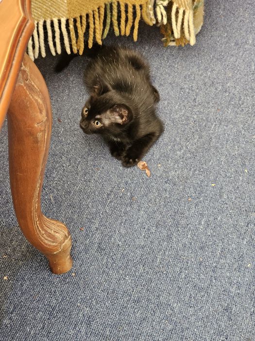 Подаряваме бебе котенца СПЕШНО