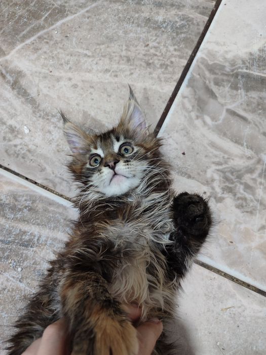 Котята породы Мейн Кун