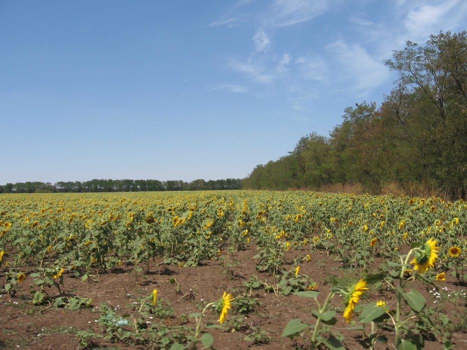 Продава се Парцел в с. Дуранкулак, Област Добрич - 20000 кв.м за 58 €/кв.м - Снимка #5