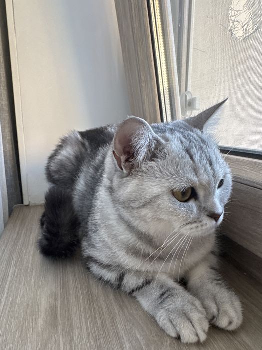 Кошка отдам в хорошие руки