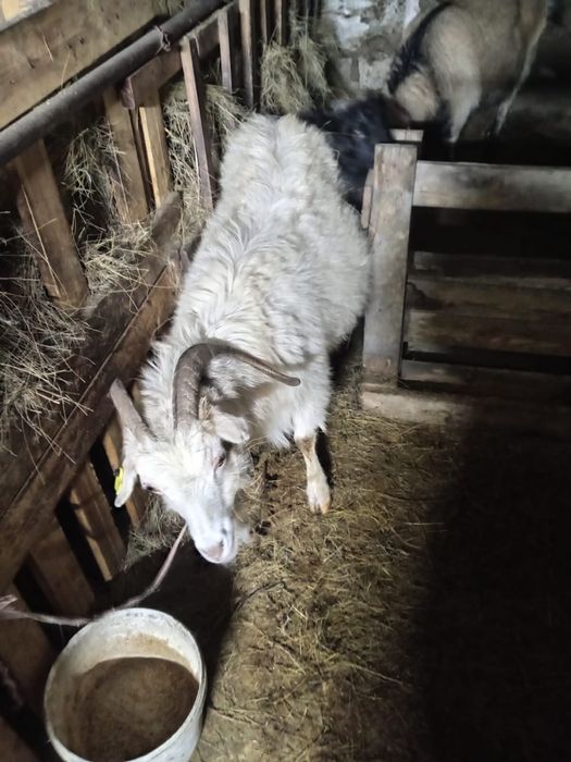 Коз / Ешкілер сатылады