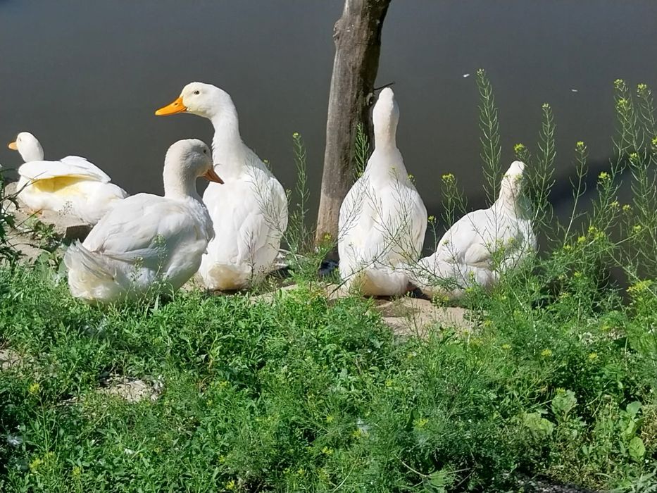 Rațe Pekin și Rațe Leșești (Mute) + Boboci – Diverse vârste