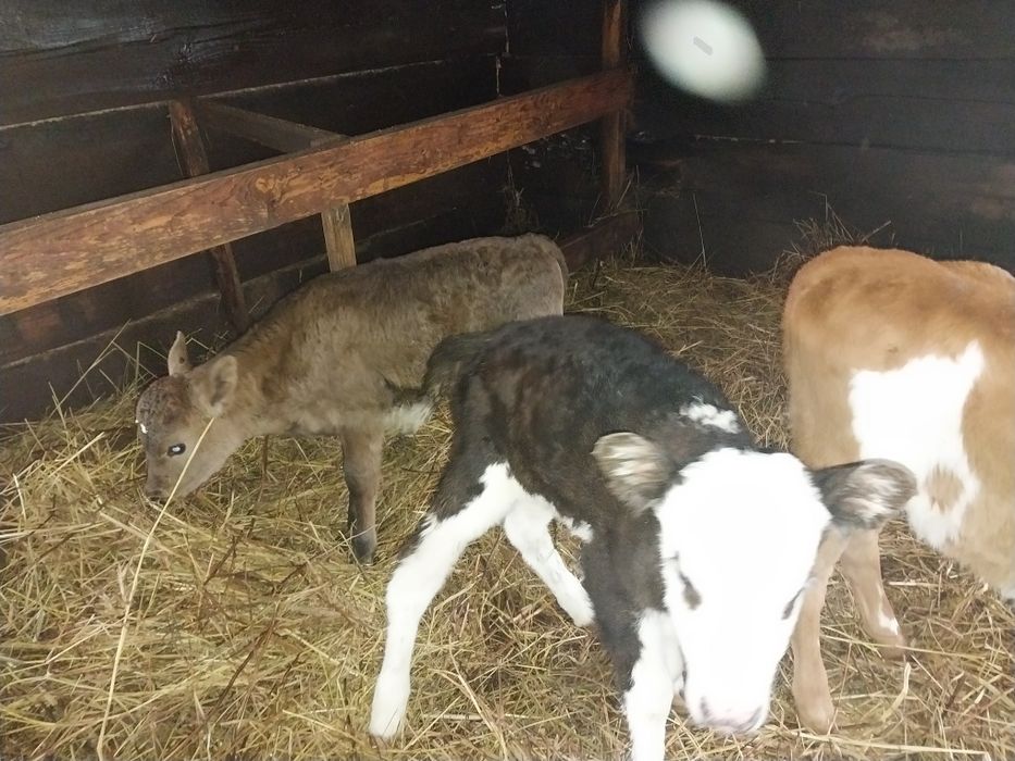 Продам телят тёлочки!