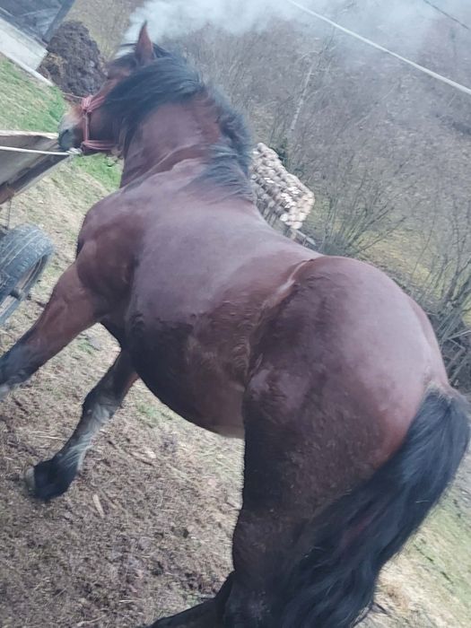 Vând harmăsar de 4 ani