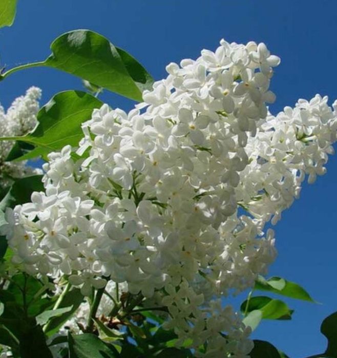 С и р е н ь белая