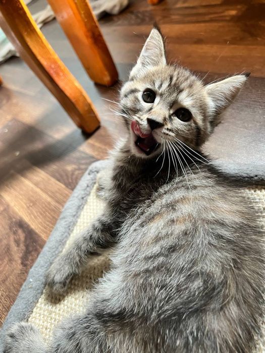 Передержка , гостиница для животных