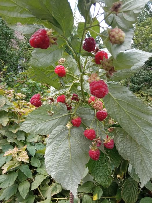 Саженцы ремонтантной малины