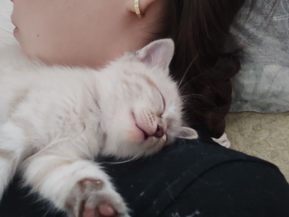 Продается котяты!